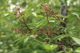 Sambucus sibirica. Верхушка ветви с соплодиями с незрелыми плодами. Амурская обл., Сковородинский р-н, трасса Амур, граница области с Забайкальским краем, опушка смешанного леса. 03.07.2016.