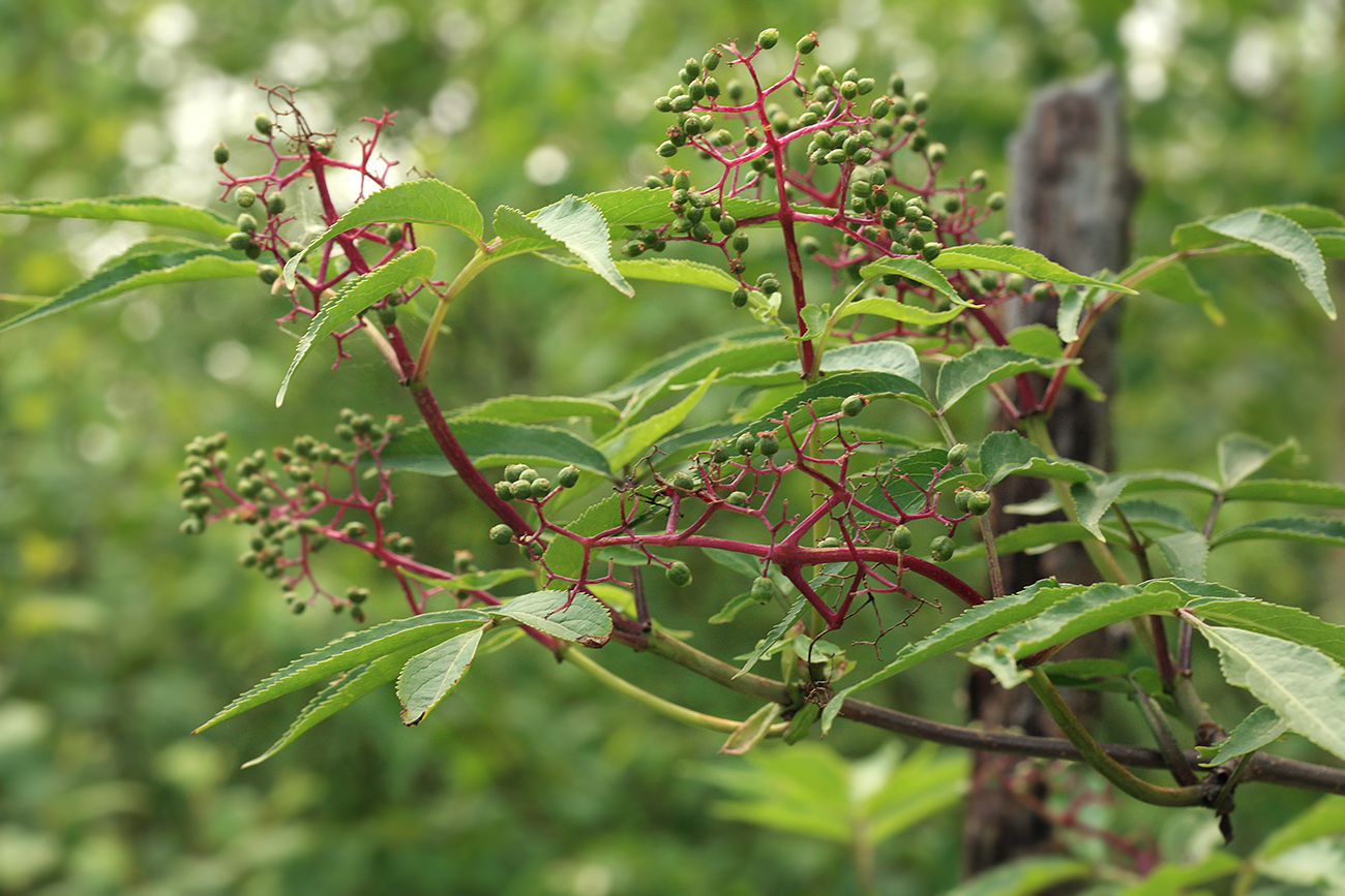 Изображение особи Sambucus sibirica.