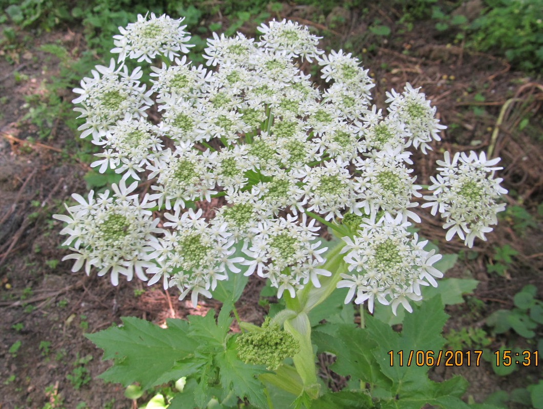 Image of Heracleum albovii specimen.