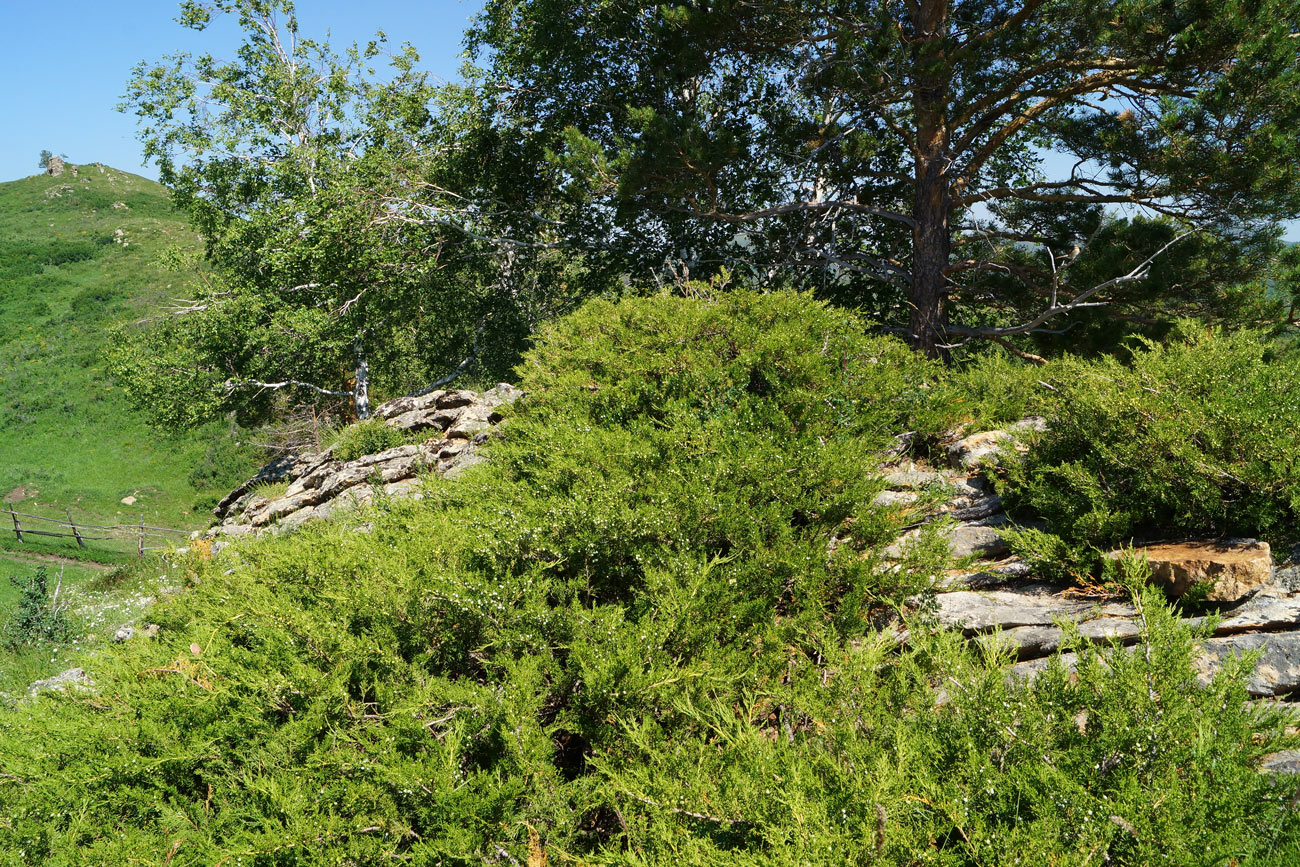 Image of Juniperus sabina specimen.