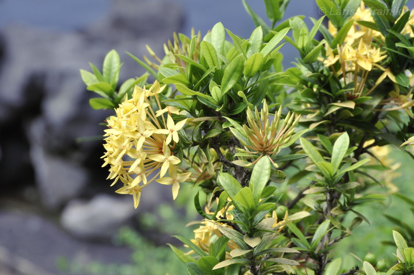 Image of Ixora coccinea specimen.