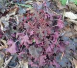 Heuchera &times; hybrida