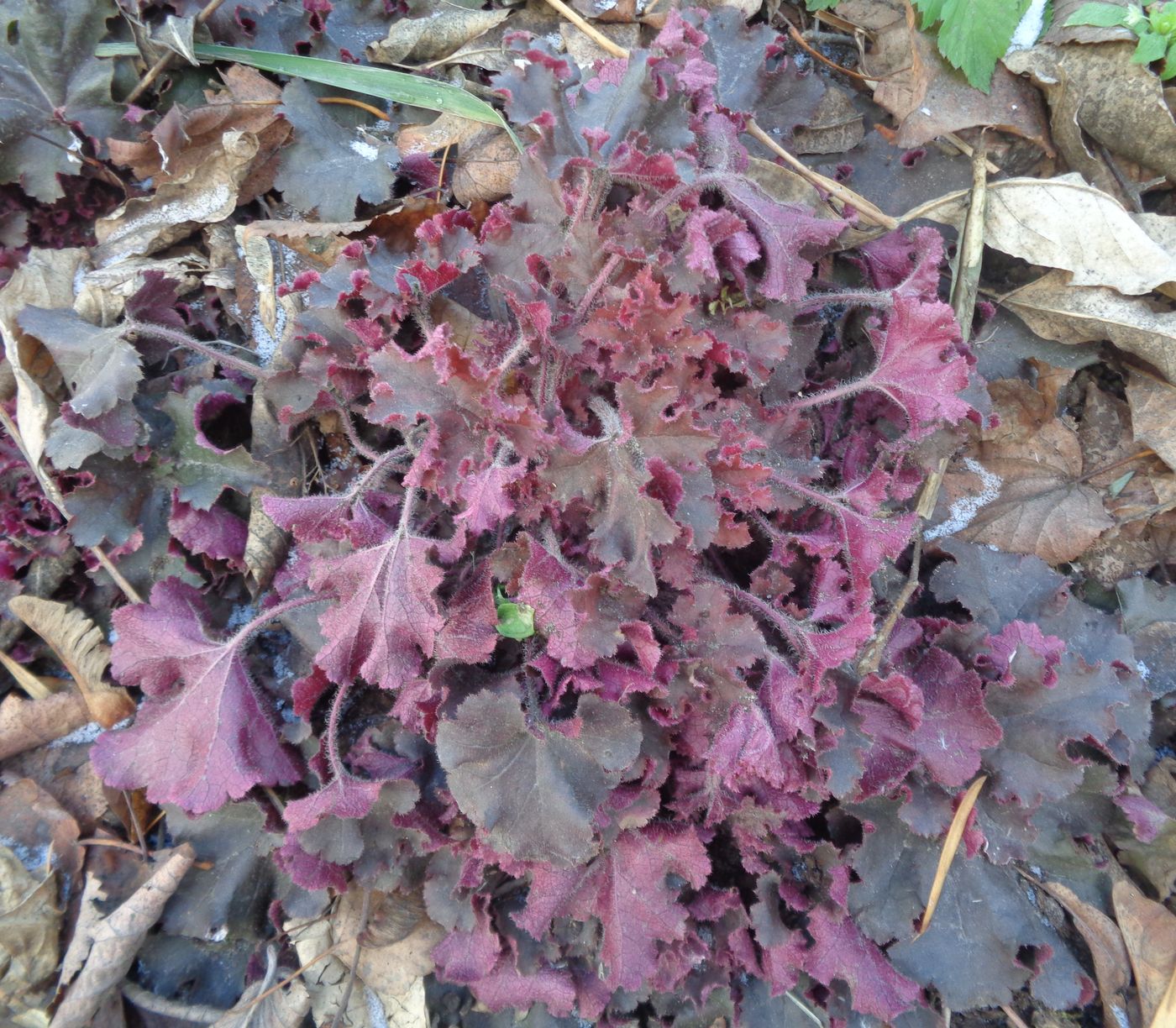 Изображение особи Heuchera &times; hybrida.