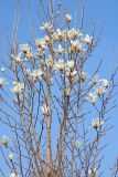 Magnolia kobus
