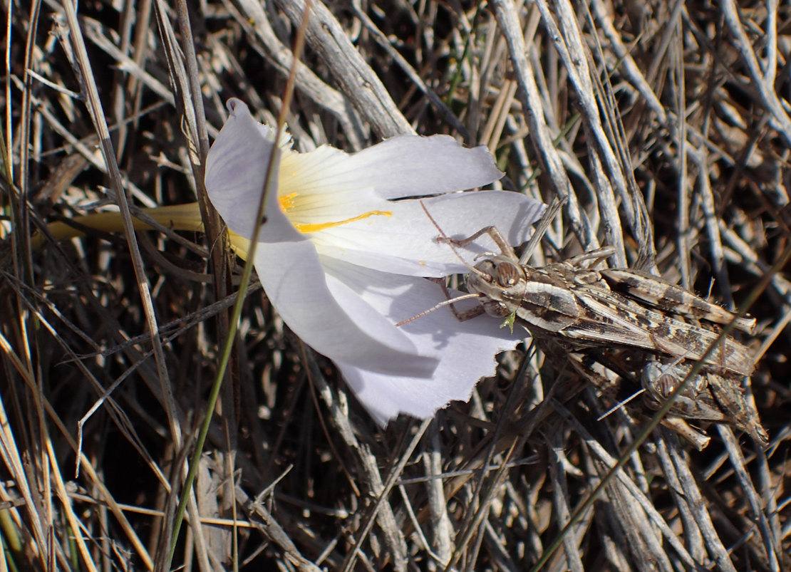 Изображение особи Crocus laevigatus.