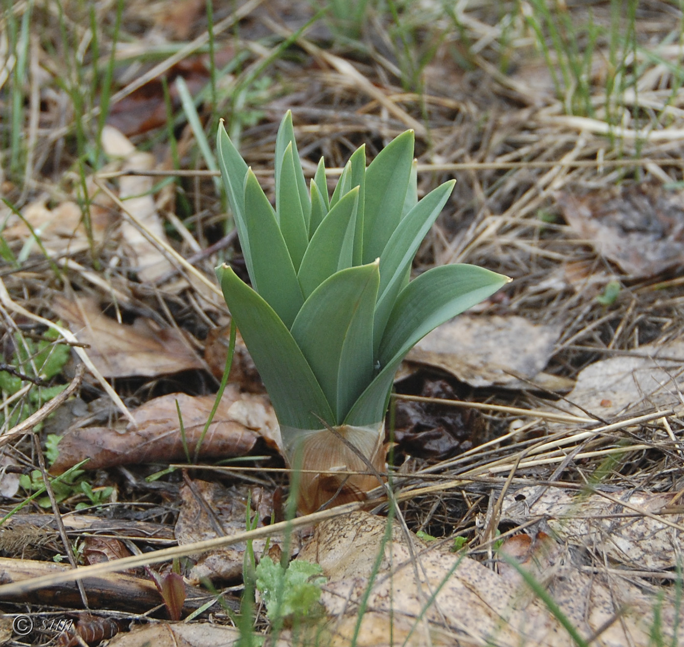 Image of Eremurus spectabilis specimen.