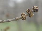 Fraxinus pennsylvanica