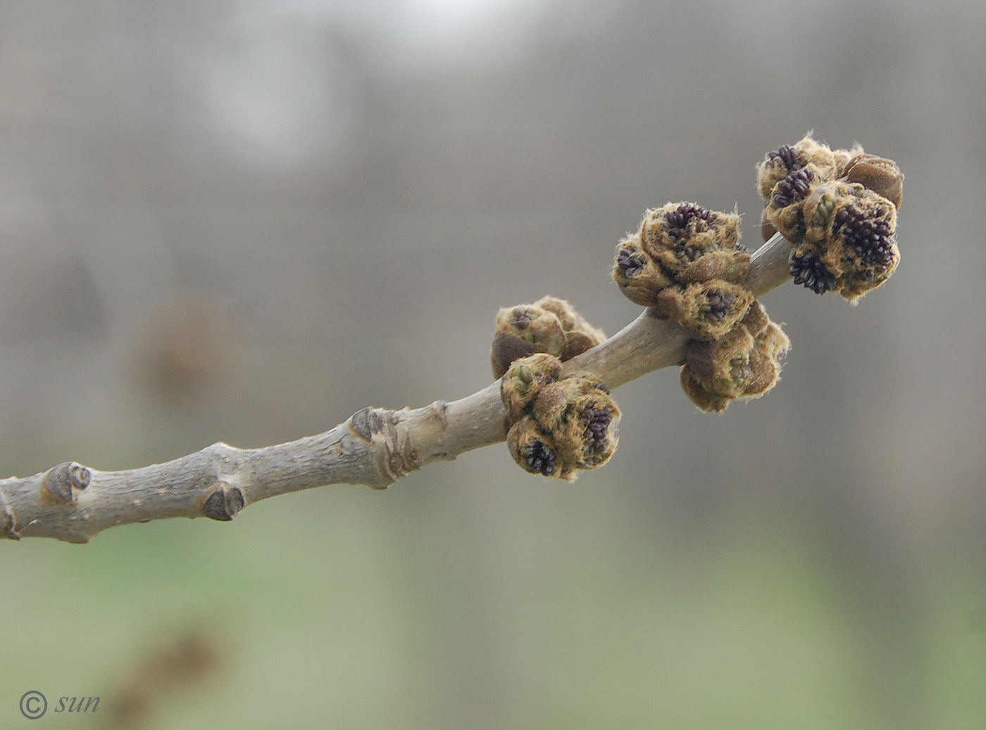 Изображение особи Fraxinus pennsylvanica.