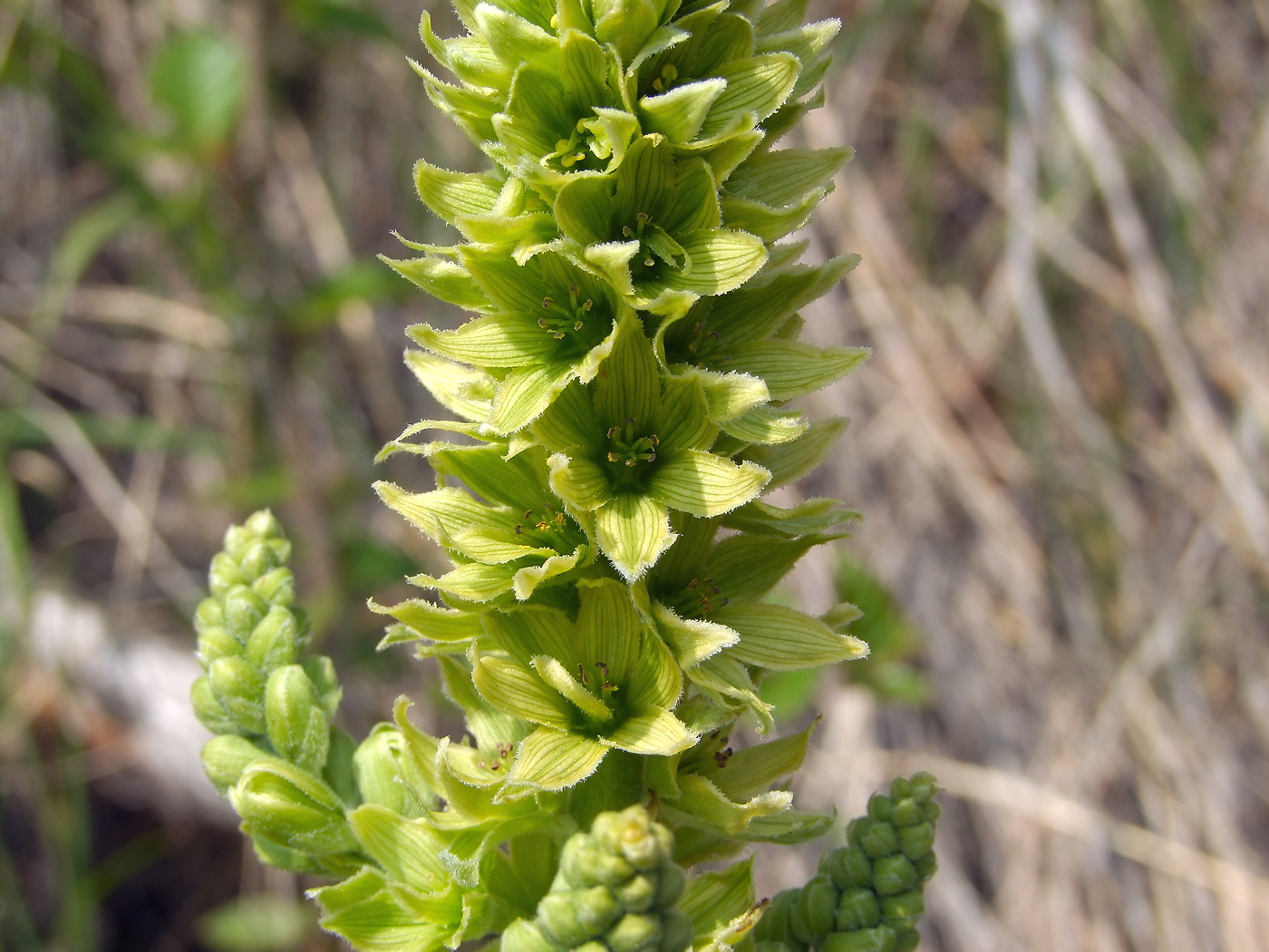 Image of Veratrum oxysepalum specimen.