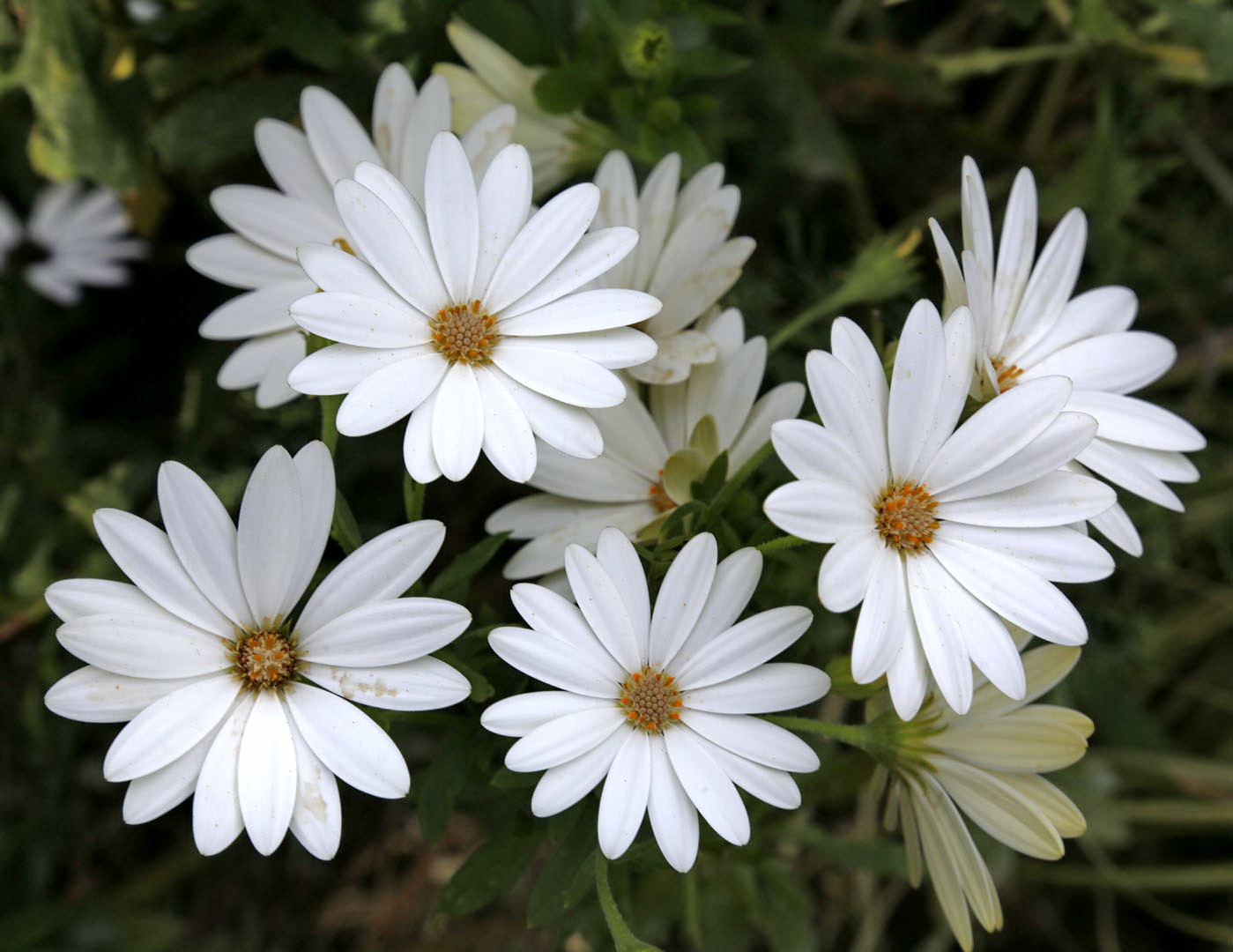 Image of genus Dimorphotheca specimen.