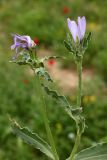 Epilasia hemilasia
