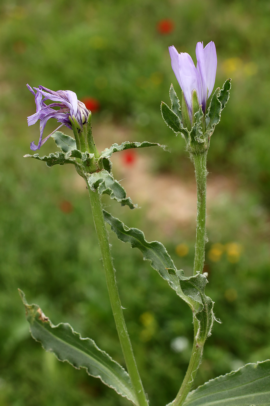 Image of Epilasia hemilasia specimen.