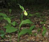 Cypripedium calceolus. Цветущее и вегетирующее (слева) растения. Крым, Бахчисарайский р-н, окр. с. Соколиное, лиственный лес. 25 мая 2019 г.