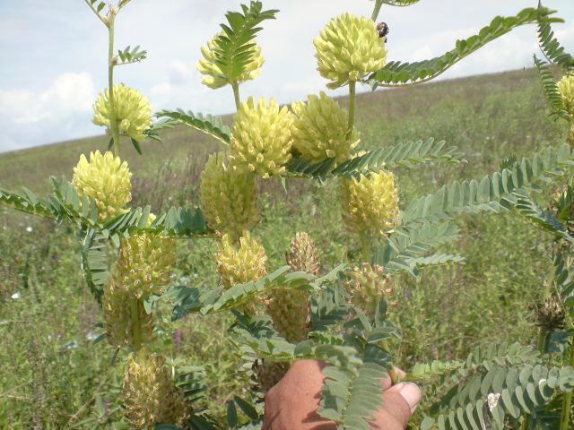 Image of Astragalus ponticus specimen.