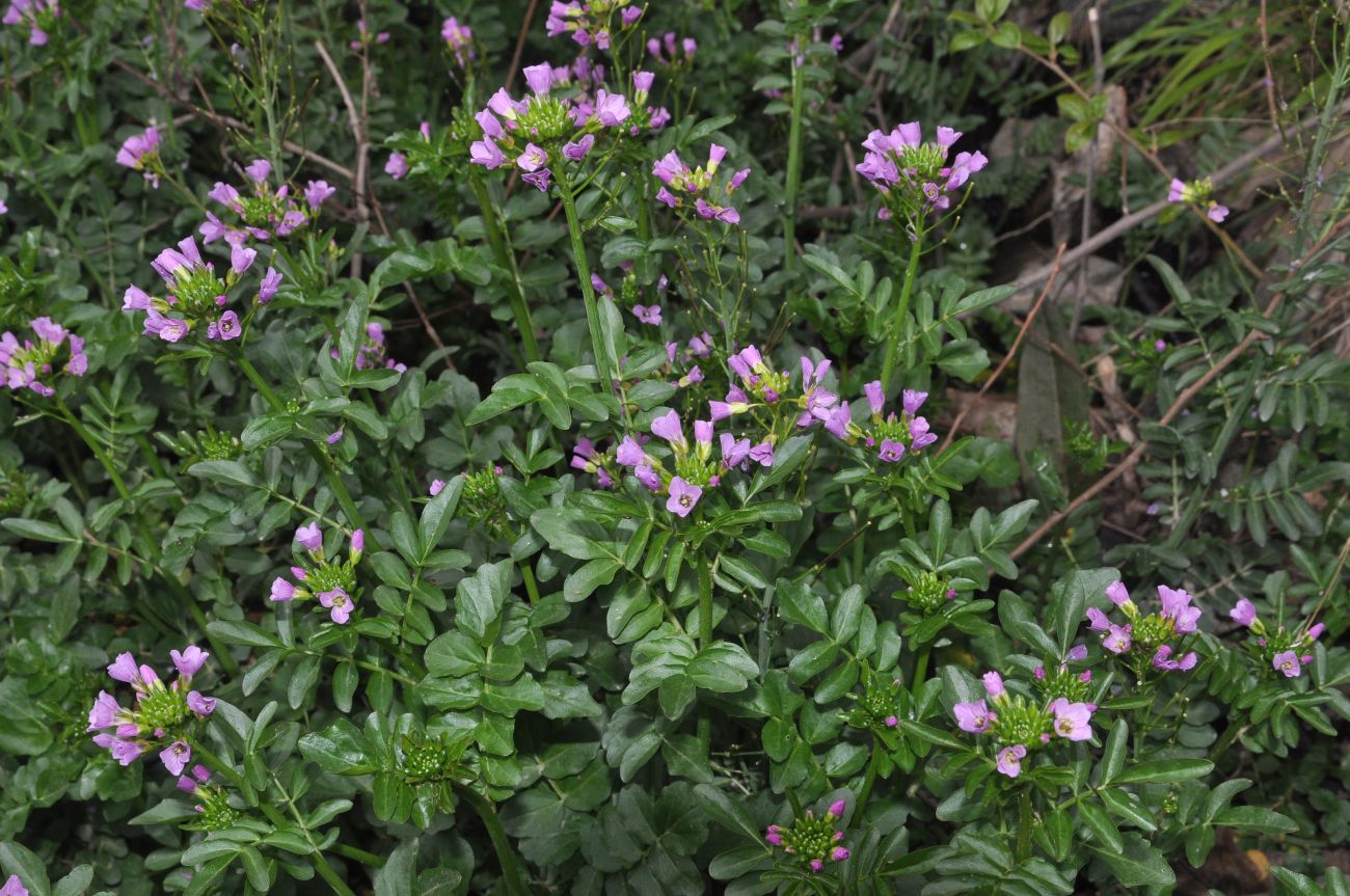 Изображение особи Cardamine seidlitziana.