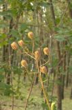 Lilium martagon