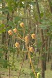 Lilium martagon