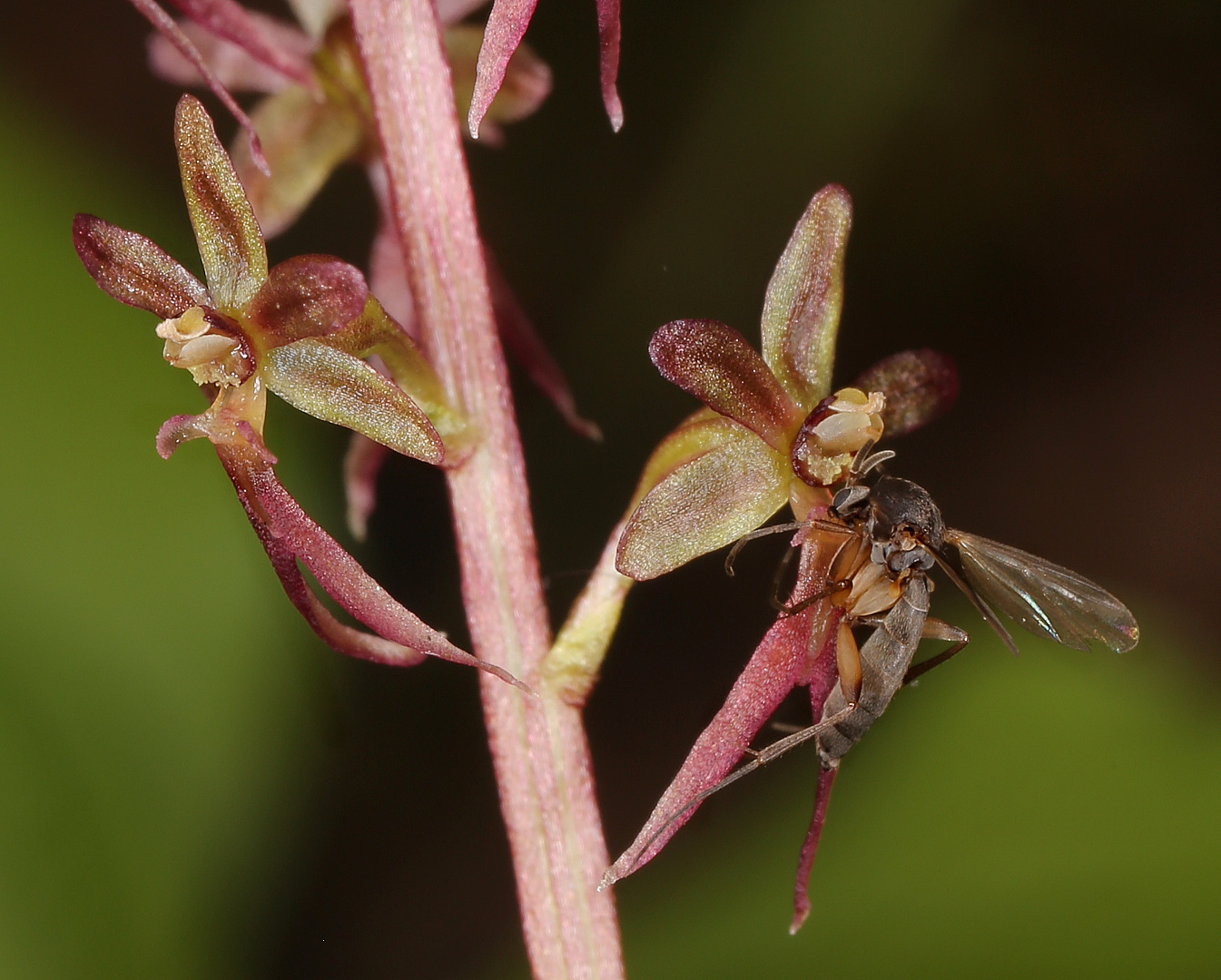 Image of Listera cordata specimen.