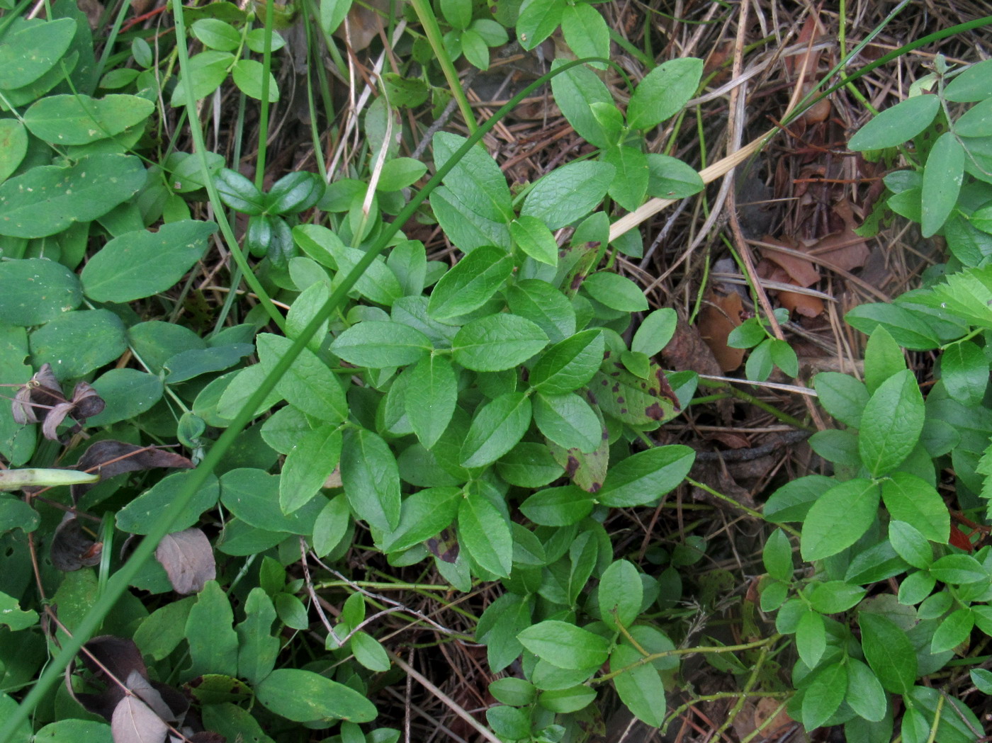 Изображение особи Vaccinium × intermedium.