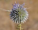 Echinops spinosissimus