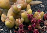 Mesembryanthemum cryptanthum