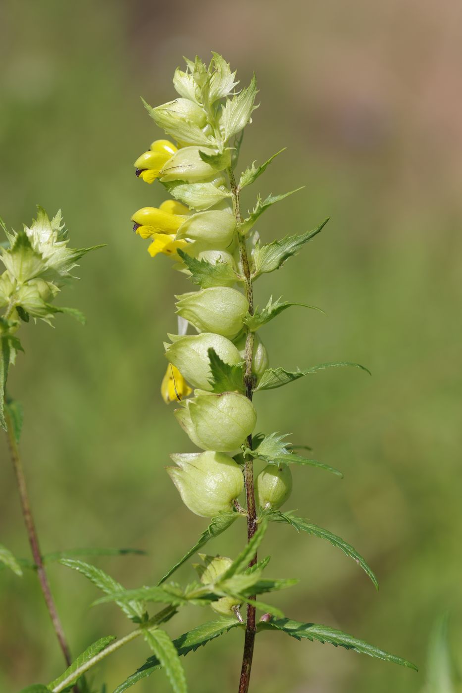 Изображение особи Rhinanthus aestivalis.