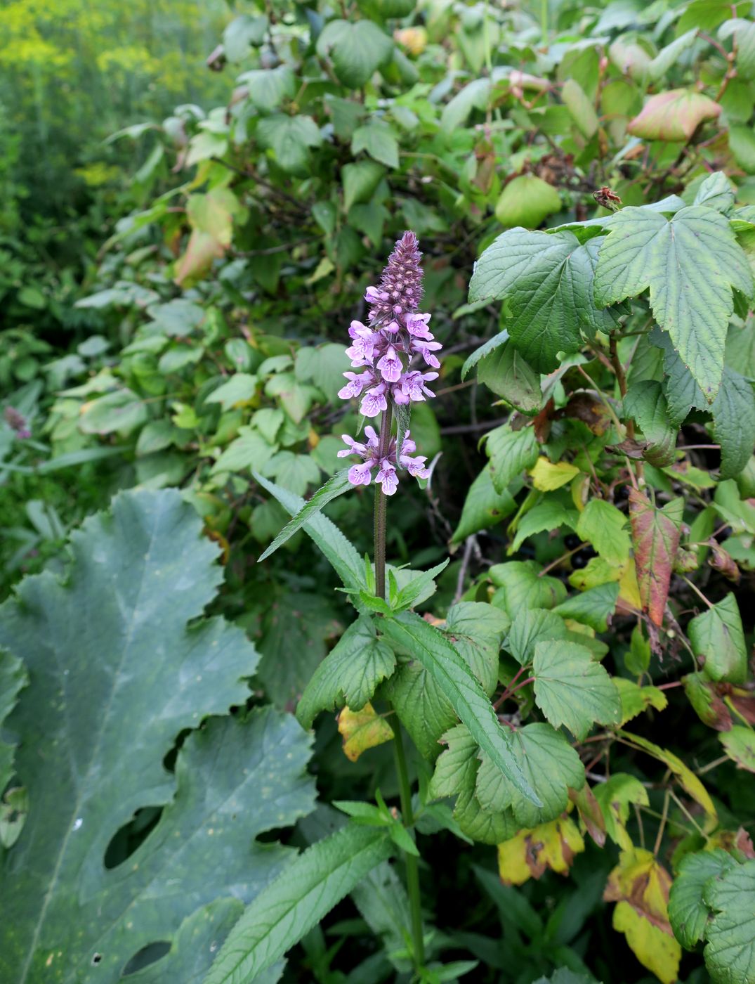 Изображение особи Stachys palustris.