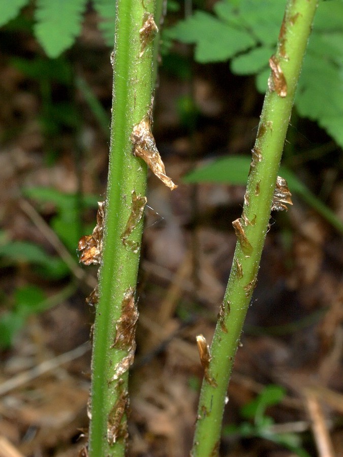Image of Dryopteris assimilis specimen.