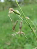 Silene saxatilis