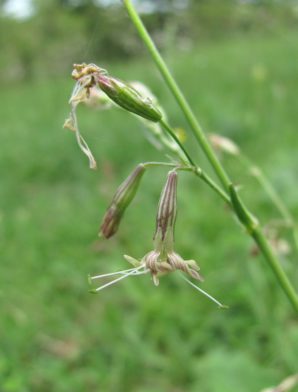 Изображение особи Silene saxatilis.