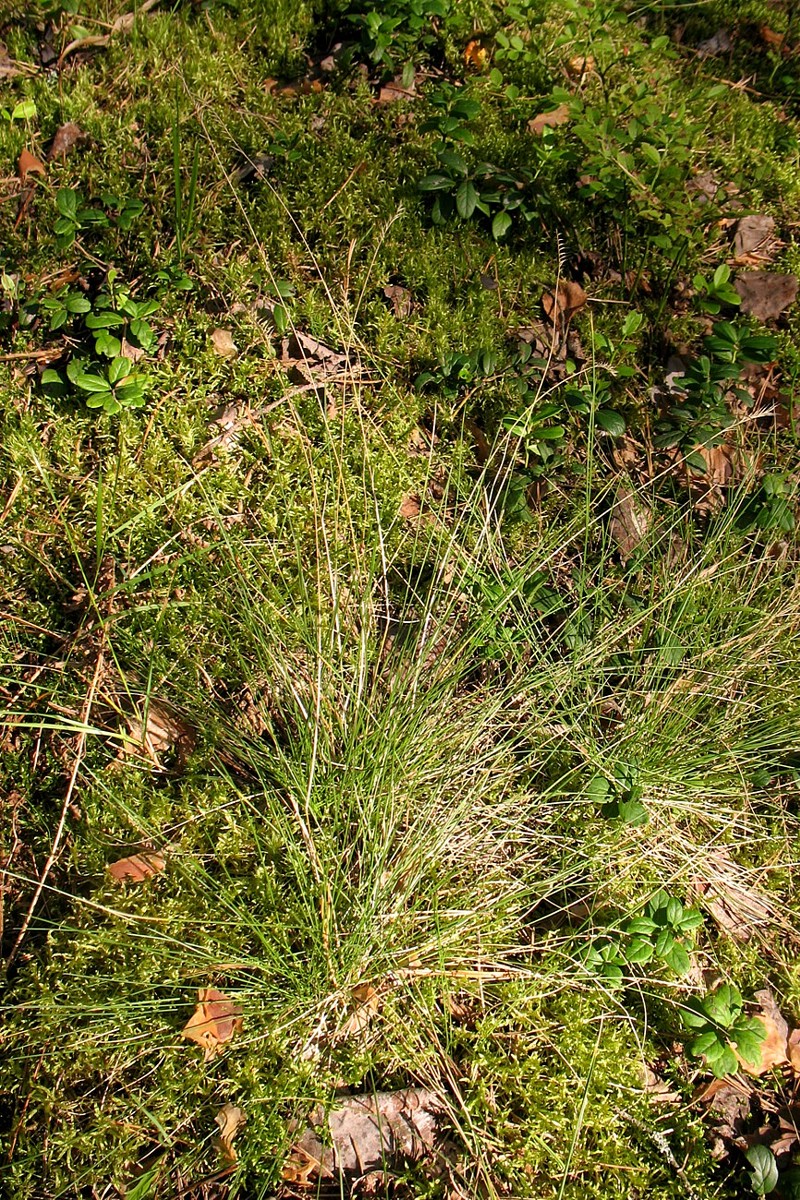 Image of Nardus stricta specimen.