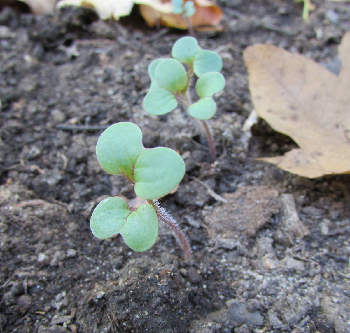Image of Eutrema japonicum specimen.