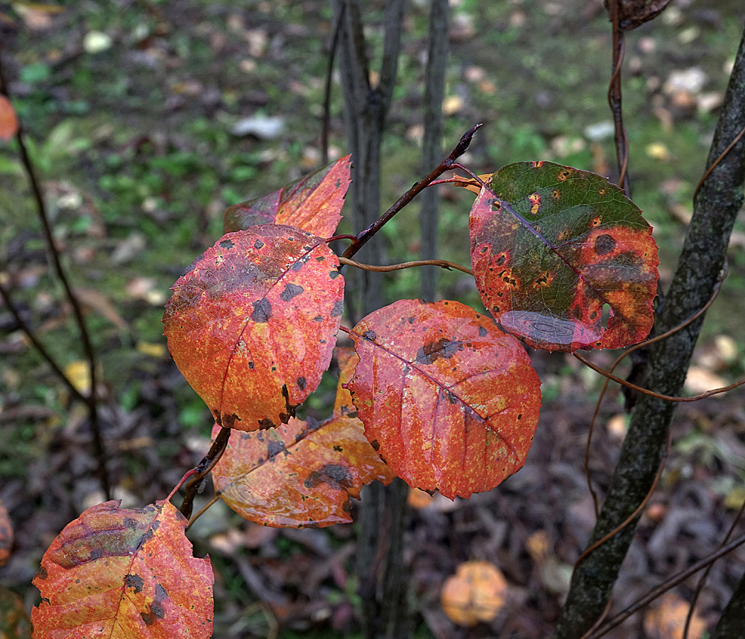 Изображение особи Amelanchier spicata.