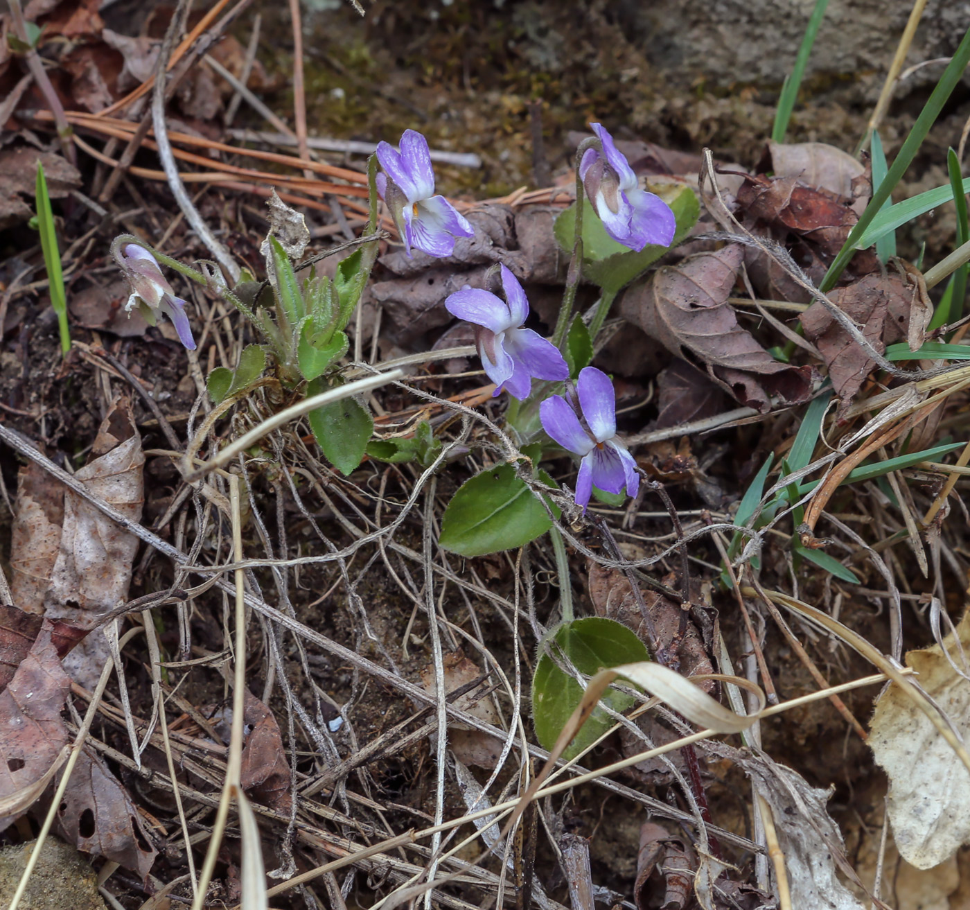 Image of Viola rupestris specimen.