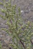 Artemisia rubripes