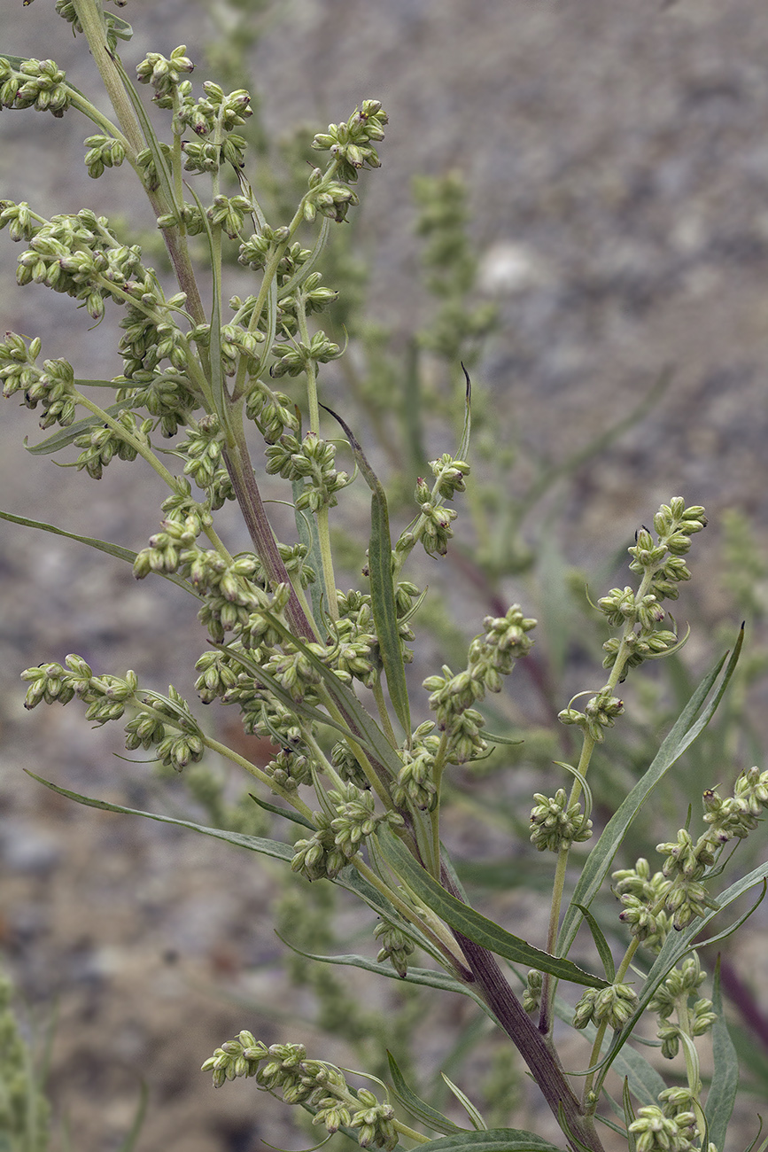 Image of Artemisia rubripes specimen.