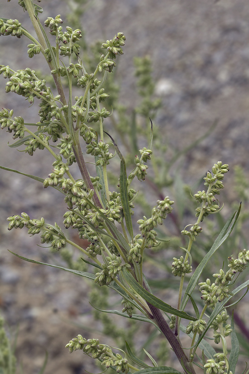 Изображение особи Artemisia rubripes.