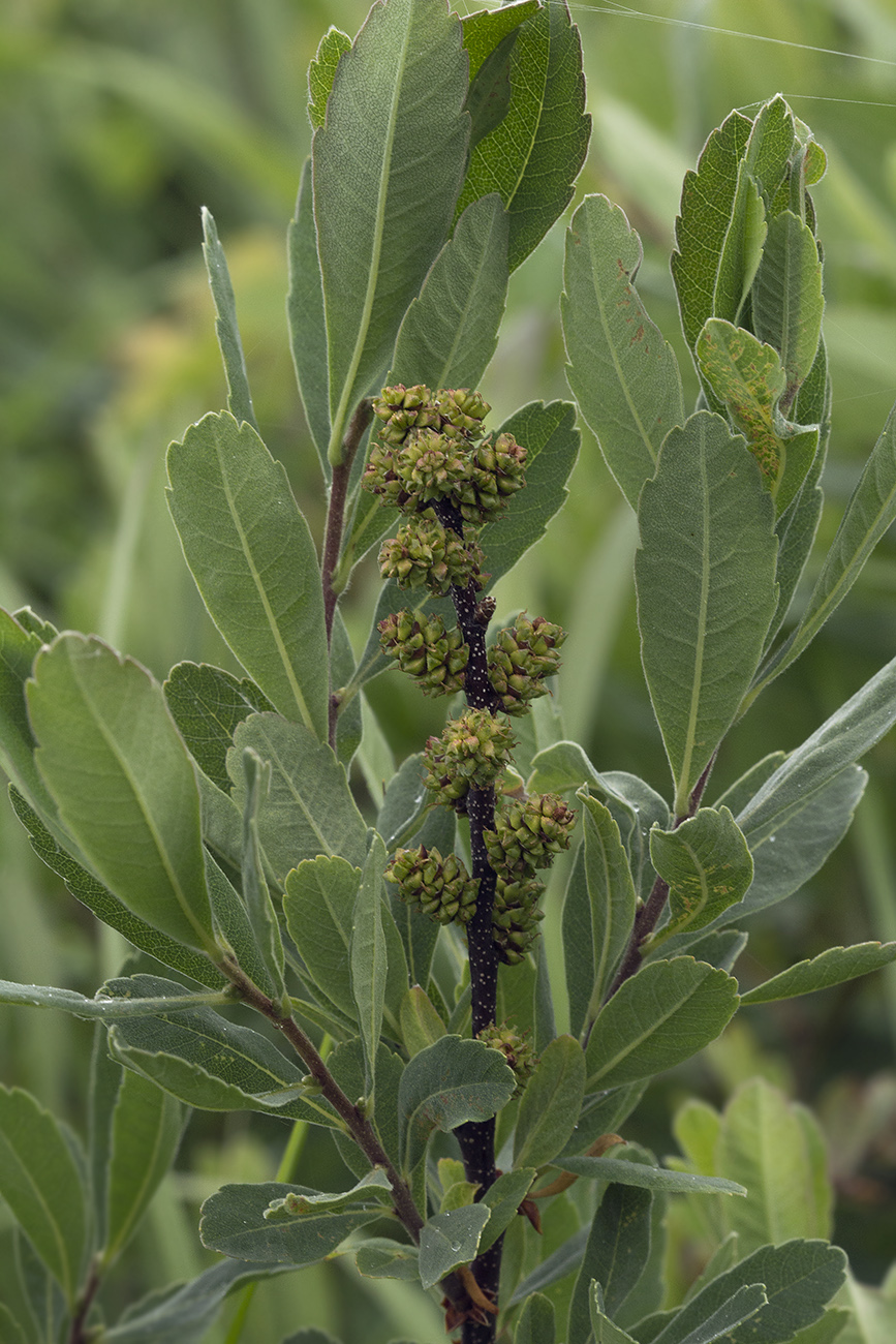 Image of Myrica tomentosa specimen.