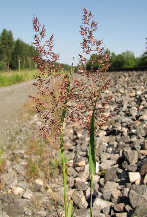 Изображение особи Calamagrostis epigeios.