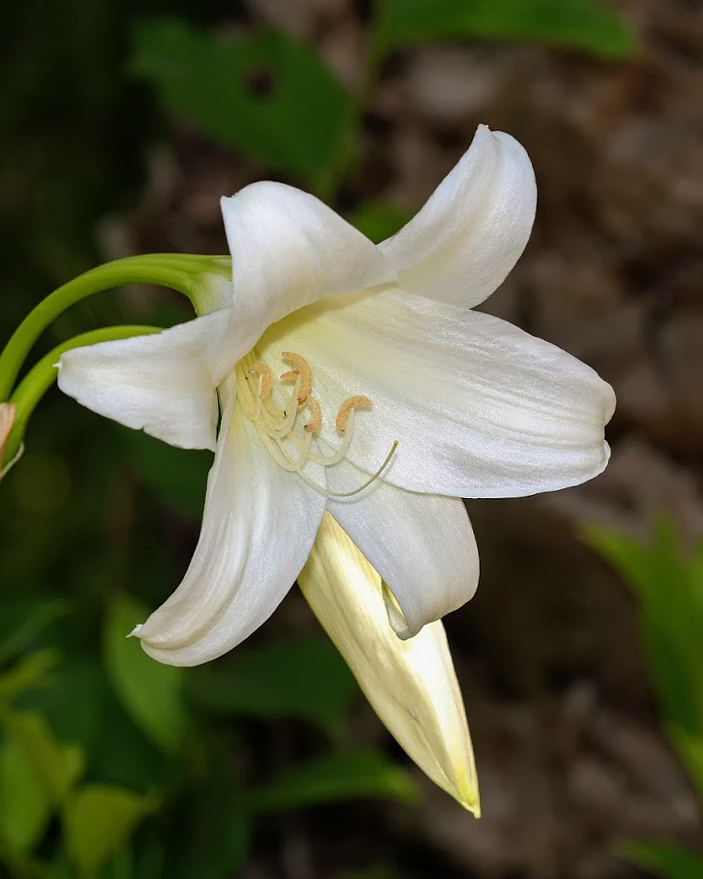 Изображение особи род Crinum.