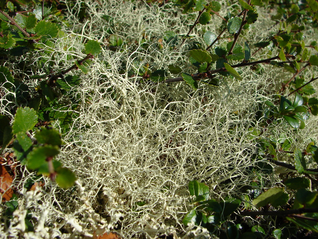 Image of Alectoria ochroleuca specimen.