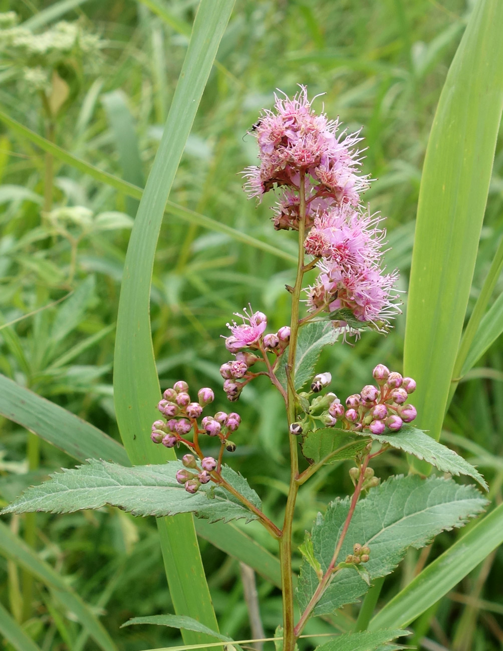 Image of Spiraea salicifolia specimen.