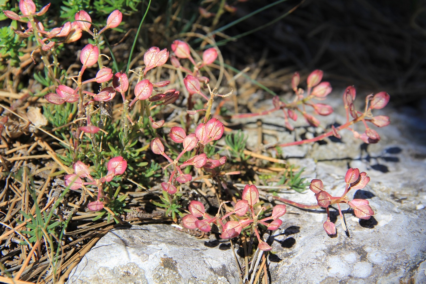 Image of Iberis saxatilis specimen.