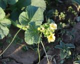 Melo sativus