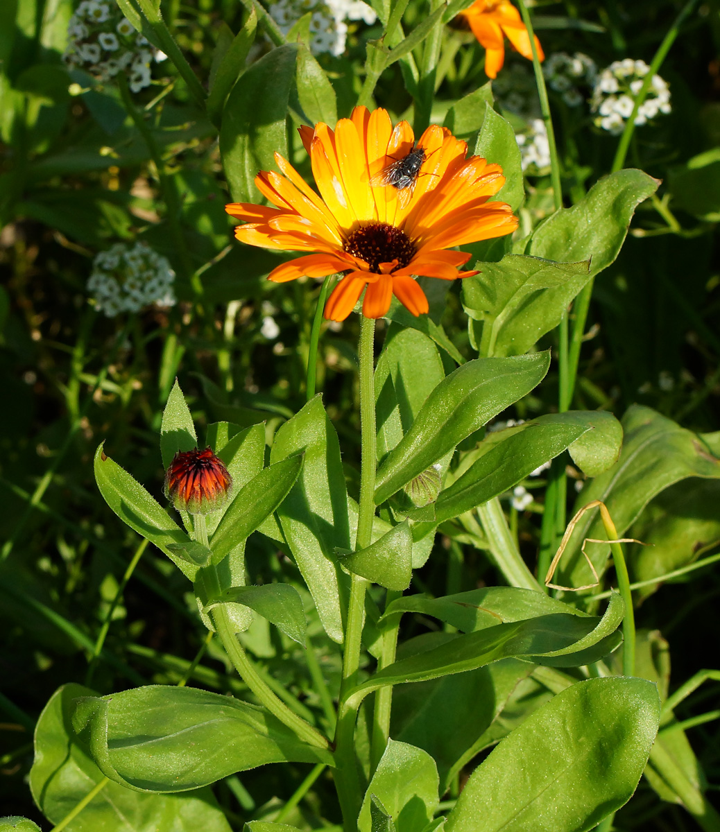 Image of Calendula officinalis specimen.