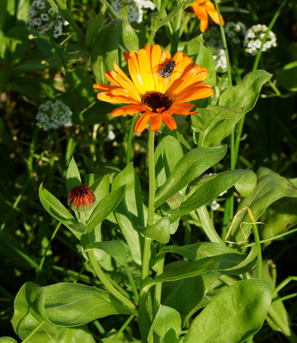 Изображение особи Calendula officinalis.