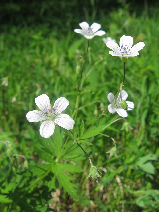 Image of Geranium asiaticum specimen.