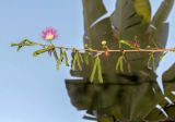 genus Calliandra