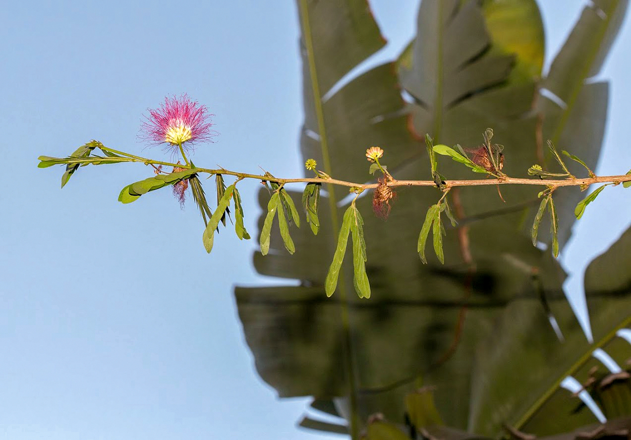 Изображение особи род Calliandra.