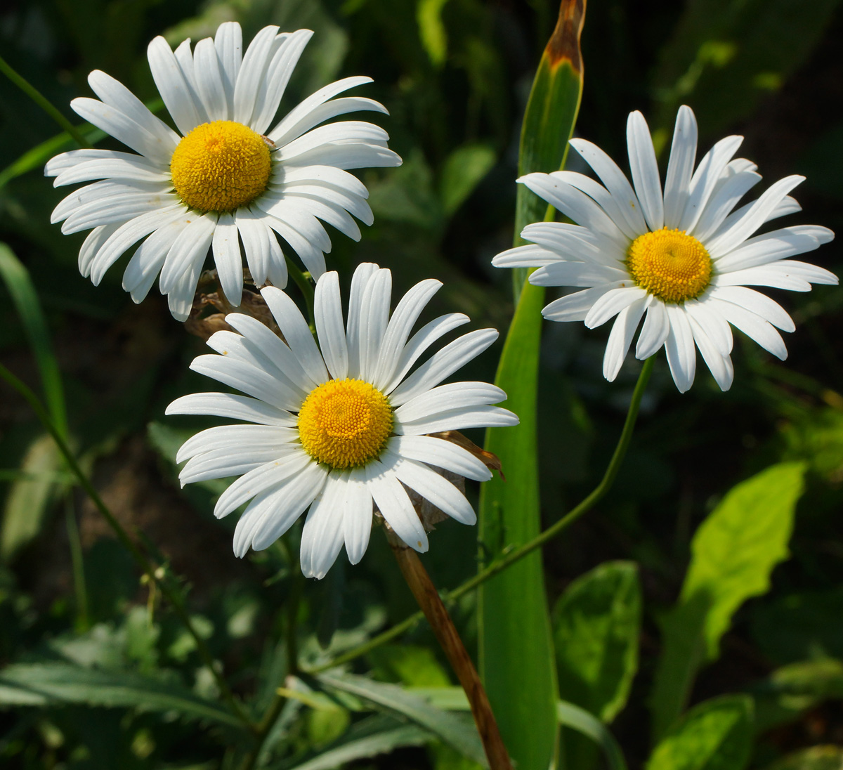 Image of Leucanthemum maximum specimen.